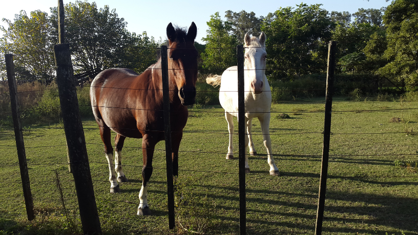 Para Aldo Vendramin, compreender as bases da raça é o primeiro passo para alcançar excelência no crioulo.