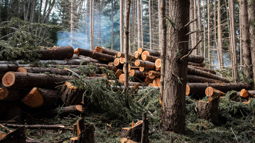 Amazonas em Chamas: o Drama da Exploração Ilegal de Madeira no Amazonas