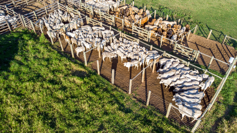 A relação entre a pecuária e o ESG: Veja o que muda para o produtor rural João Eustáquio De Almeida Junior analisa como a integração entre pecuária e ESG está transformando práticas, exigências e oportunidades para o produtor rural.