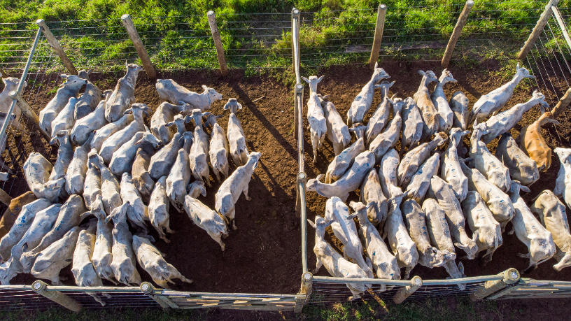 Entenda, com João Eustáquio De Almeida Junior, o que muda para o produtor rural diante da crescente relação entre pecuária, sustentabilidade e critérios ESG.